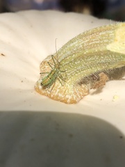 Zelus luridus
