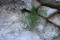 Hellenocarum multiflorum