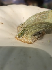 Zelus luridus