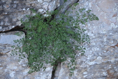 Hellenocarum multiflorum