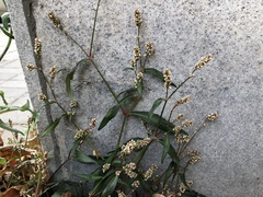 Persicaria tomentosa
