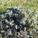 Verbascum undulatum - Photo (c) J. Burke Korol, algunos derechos reservados (CC BY-NC), uploaded by J. Burke Korol