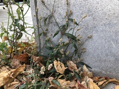 Persicaria tomentosa