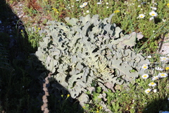 Verbascum undulatum