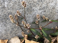 Persicaria tomentosa