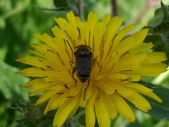 Asemosyrphus arquatus