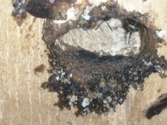 Nannotrigona melanocera