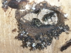 Nannotrigona melanocera