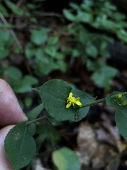Solidago auriculata