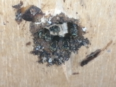 Nannotrigona melanocera