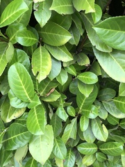 Prunus laurocerasus