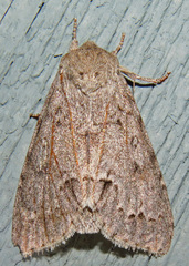 Acronicta americana