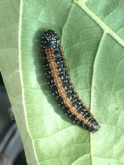 Omphalocera munroei