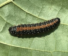 Omphalocera munroei