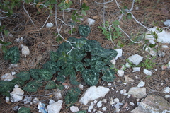 Cyclamen graecum graecum
