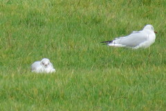 Chroicocephalus ridibundus