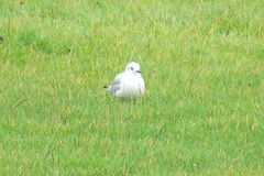 Chroicocephalus ridibundus