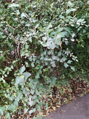 Podosphaera clandestina