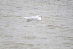 Ichthyaetus melanocephalus