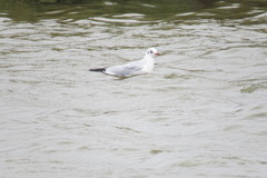 Chroicocephalus ridibundus