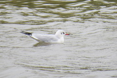 Chroicocephalus ridibundus