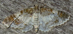 Hydrelia lucata