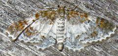 Hydrelia lucata