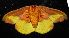 Rose Hooktip