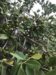 Psidium