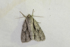 Acronicta texana