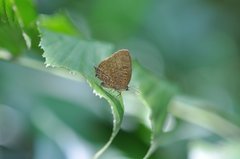 Arhopala eumolphus maxwelli