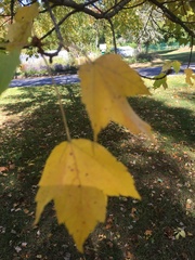 Acer rubrum