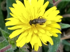 Asemosyrphus arquatus