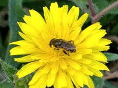 Asemosyrphus arquatus