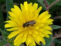 Asemosyrphus arquatus