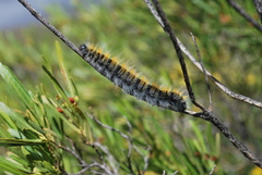 Bombycomorpha bifascia