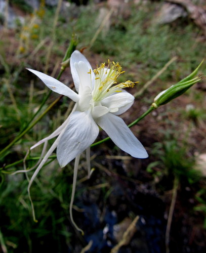 Aquilegia coerulea var. pinetorum