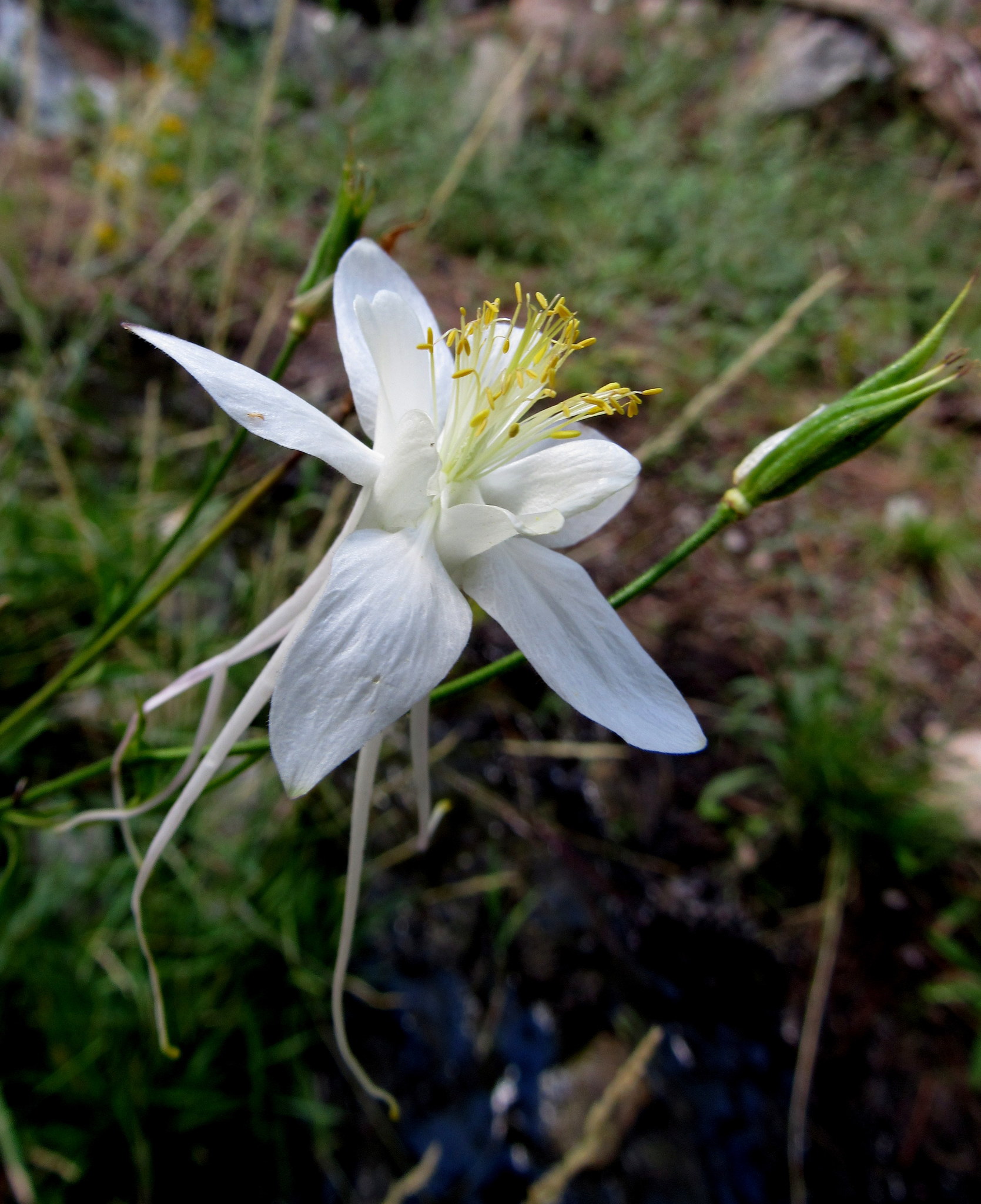 Aquilegia coerulea var. pinetorum