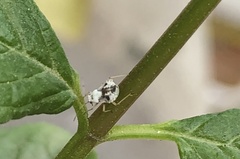 Hemiptera