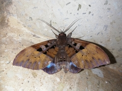 Ischyja marapok