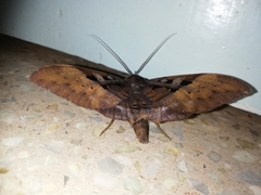 Ischyja marapok