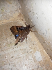 Ischyja marapok