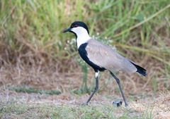 Vanellus spinosus