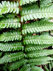 Dryopteris affinis