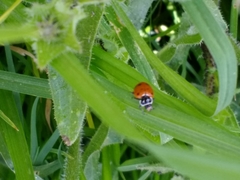 Hippodamia convergens