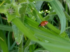 Hippodamia convergens