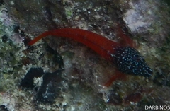 Tripterygion melanurus