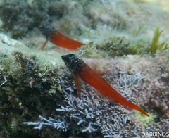 Tripterygion melanurus