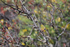 Bombycomorpha bifascia