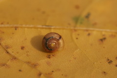 Fruticicola fruticum